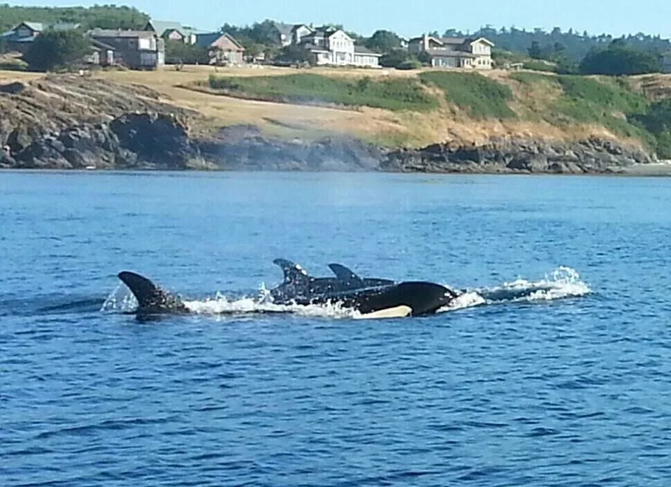 Wildlife encountered in Pacific Northwest waters